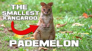 The Smallest Kangaroo  Pademelon  Animal a Day [upl. by Bannasch]