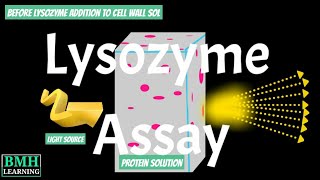 Lysozyme Assay  Lysozyme Preparation  Lysozyme Purification  Lysozyme Inhibition [upl. by Cornwall226]