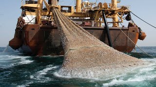 Unbelievable Trawler Big Catch Fishing on The Boat  Lot Of Live Fish Catching At Sea [upl. by Safier]