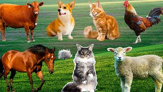 Farm animals animal sounds cow chicken pig elephant duck cat sounds [upl. by Connor]