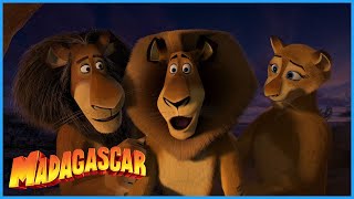 DreamWorks Madagascar  Alex Meets His Parents  Madagascar Escape 2 Africa Movie Clip [upl. by Norvun778]