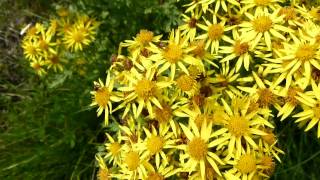 Insects on Jacobaea vulgaris common ragwort [upl. by Trebleda]