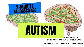 2Minute Neuroscience Autism [upl. by Nnairek]