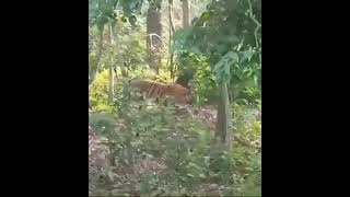 Tiger in Pilibhit shortvideo viralvideo [upl. by Roselba]