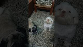 Shih tzu barking  pug barking  twodogs dogbarkingsounds dogsound viraldogs [upl. by Alithia]