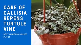 Best Plant Of Hanging Basket Care Of Callisia RepensTurtule Vinesanyagardeninggorakhpurlko [upl. by Aillicsirp]