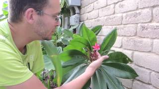 My First Plumeria Flower [upl. by Eenafets]