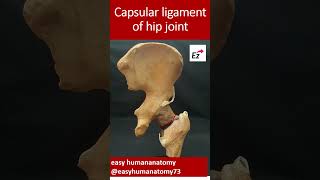 Capsular ligament of hip joint lowerlimbanatomy ligaments hipjoint viralshorts [upl. by Alyakim485]