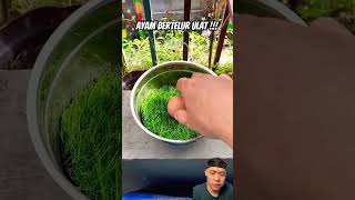 Ayam bertelur ulat birds animals burung egg diy facts smartitems [upl. by Nanny693]