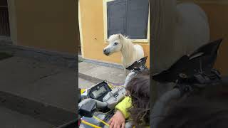 Nitrito pony cavallo nitrito animalidivertenti cavallino nitritopony  funny shortvideo yt [upl. by Xever236]