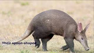 Aardvarks  aardvark facts [upl. by Yot]