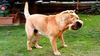 Sharpei shaking his head in slow motion [upl. by Haskel152]