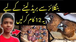 Bengalese Finch Breeding Tips🤗  Bengali Finch Information  100 Breeding Formulas [upl. by Notseh913]