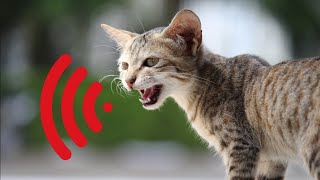 Mother Cat Calling For Her Kittens  Mom Cat Sounds  Mummy Cat Voice  Mama Cats Meowing Videos [upl. by Rozalin]