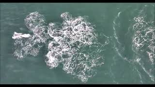 Dolphins Spotted Swimming Together in Stunning Drone Video [upl. by Aidam854]