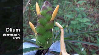 Hopheaded barleria Barleria lupulina [upl. by Anerual]