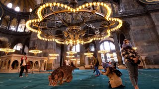 The Cat in Hagia Sophia Grand Mosque  History of Hagia Sophia [upl. by Yeslaehc553]