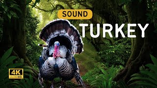 Turkey Sound Animal  Turkey Call  Turkey Sound Learn The Sound a Turkey Makes [upl. by Akihsal]