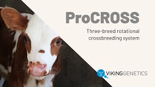 ProCROSS crossbreeding [upl. by Hilda]