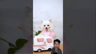 Boy or girl 😂 funny nico smartnico cute pets trending kopalpurashort [upl. by Wilda16]