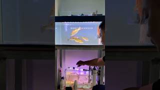 FEEDING PBASS EVERY DAY‼️aquarium predatorfishtank feeding fish aquariumpredator pbass [upl. by Dara288]