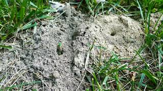 Agapostemon virescens Bicolored Striped Sweat Bee Communal Nest [upl. by Rosalinda]