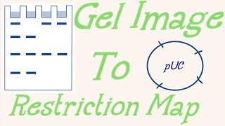 Restriction mapping problemAnalysis of agarose gel image [upl. by Trici]