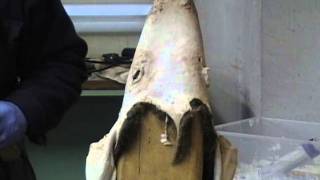 TH Taxidermy Fleshing deer cape part 2 Cass City Michigan [upl. by Denie]