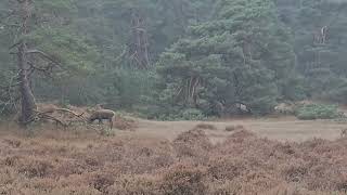 Hoge Veluwe deer spotting  herten spotten 9 nov 2024 [upl. by Valerie]