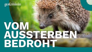 Igel in Deutschland vom Aussterben bedroht [upl. by Turk]