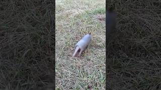 Armadillos are Fast shorts [upl. by Hoj]