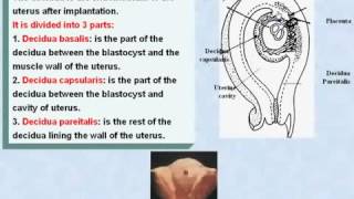 28 General Embryology Decidua and its Fate [upl. by Eixor]