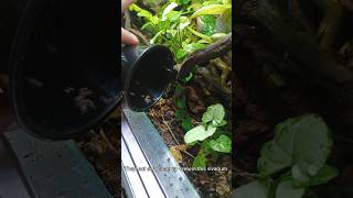 Adding some isopods to the forest floor isopods vivarium [upl. by Vasta]