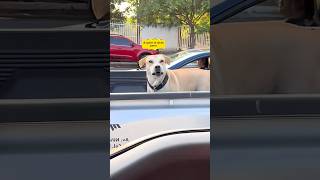 Jerk A Quien le dices perro 🤣🤣🤣viralshort funny humor shorts [upl. by Nolyak]