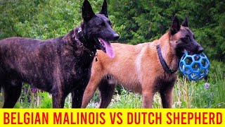 Belgian Malinois VS Dutch shepherd –Differences [upl. by Gussie]