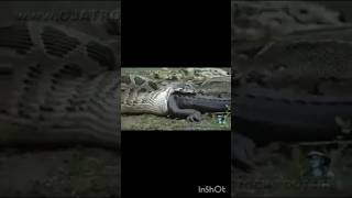 ANACONDA 2 TRAILERAZDAHAA EATS CROCODILE [upl. by Yonatan]