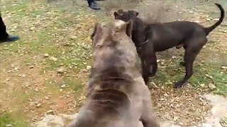 Pitbull destroys a Cane Corso [upl. by Walke830]