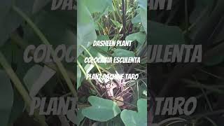 Dasheen plant also called Colocasia esculenta or dachine taro vegetables plant garden nature [upl. by Cousins]