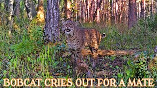 BOBCAT SCREAMING FOR A MATE [upl. by Evangelina]