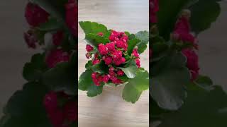 Kalanchoe 🌺 kalanchoe plants nature kalanchoeplant plantlover [upl. by Aneleasor]