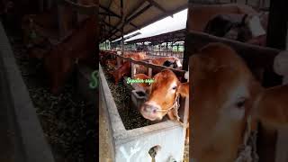 sapijumbo SAPI LOKAL JOSSS peternakan penggemukan sapiimport sapilucu seputarsapi shorts [upl. by Revorg846]