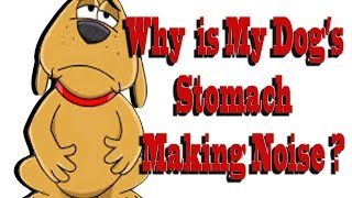 Why is My Dogs Stomach Making Noise [upl. by Junette374]