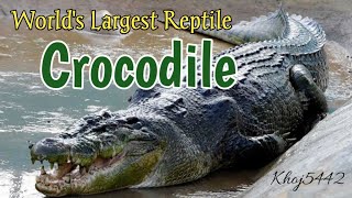 Crocodile  Crocodiles  worlds largest reptile [upl. by Jania]