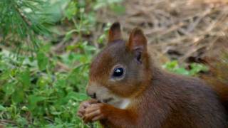 Red Squirrel or Eurasian Red Squirrel Sciurus vulgaris  Eichhörnchen 07 [upl. by Duane]