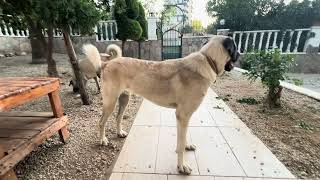 Kangal Hunde ein Jahr altin Alanya Antalya Türkei Oktober 2024 Kangal Dogs [upl. by Adnert]