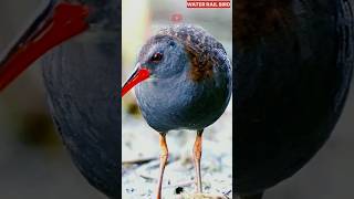 Water Rail Bird Eating Insects shorts birds nature naturesoundswaterandbirds calmingmusic [upl. by Anyar]