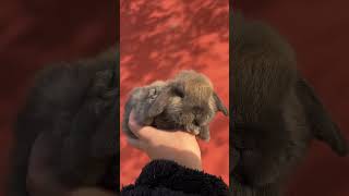 🐰💕 Meet the Cutest Lop Eared Rabbit Youll Ever See Animal Planet 兔子 🌟📹 [upl. by Innig]