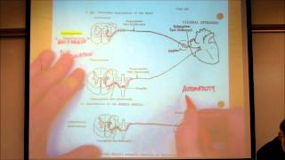 AUTONOMIC NERVOUS SYSTEM PART 1 by Professor Finkwmv [upl. by Nehtanoj654]