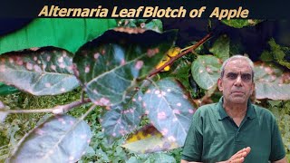 Alternaria leaf blotch of apple Horticulture [upl. by Gnues]