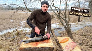 Ловля щуки для разведения Запек курицу на углях Сделал солонец зверям [upl. by Dinan309]